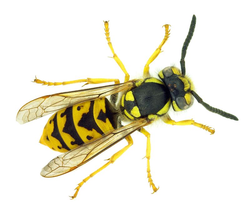 Bees Vs. Wasps: Understanding The Difference For Proper Pest Control