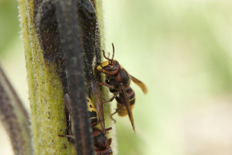 Bees Vs. Wasps: Understanding The Difference For Proper Pest Control