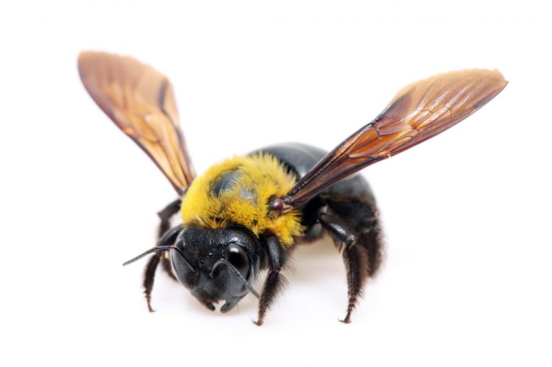 Carpenter Bee Extermination