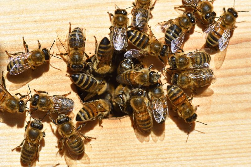 Carpenter Bee Extermination