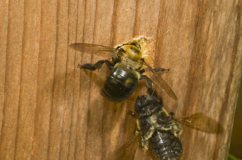 Carpenter Bee Extermination
