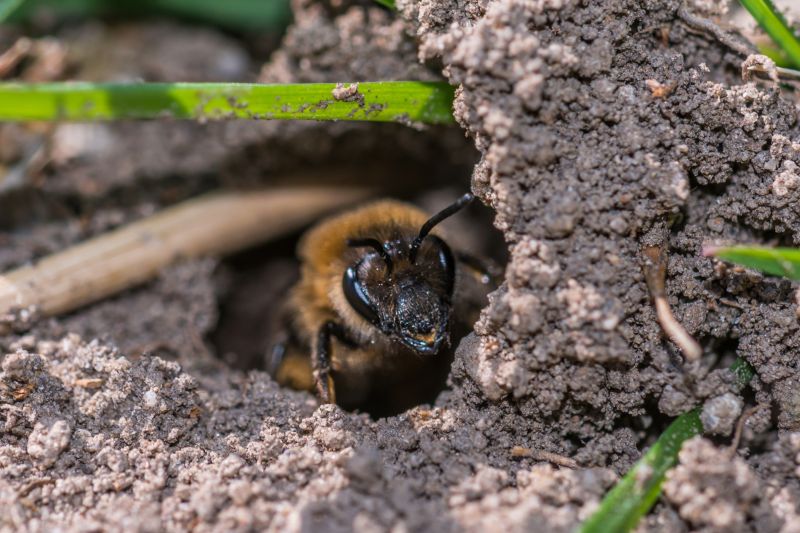 Bee Entry Hole