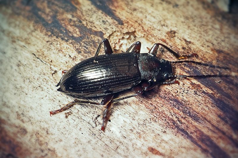 Insect Control Service in Arlington, TX