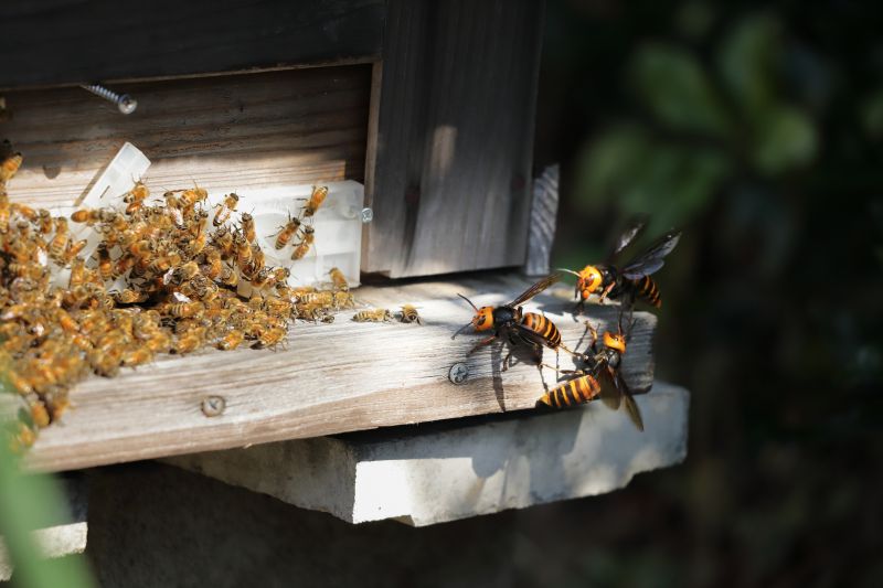 Signs You Have A Bee Nest On Your Property