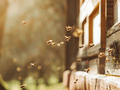 Why Professional Bee Pest Control Is Safer Than Diy Removal